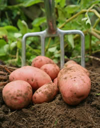 Mourne Veg potatoes